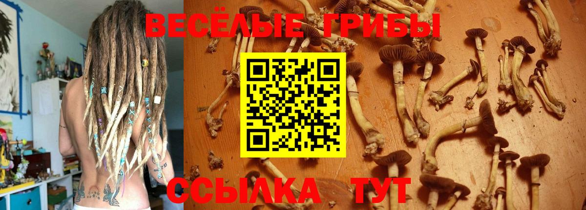 Псилоцибиновые грибы Psilocybine cubensis Минусинск
